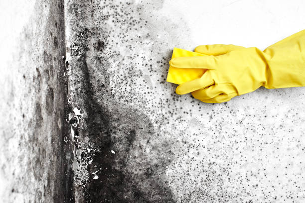 Best Residential Mold Remediation in Grafton, WV