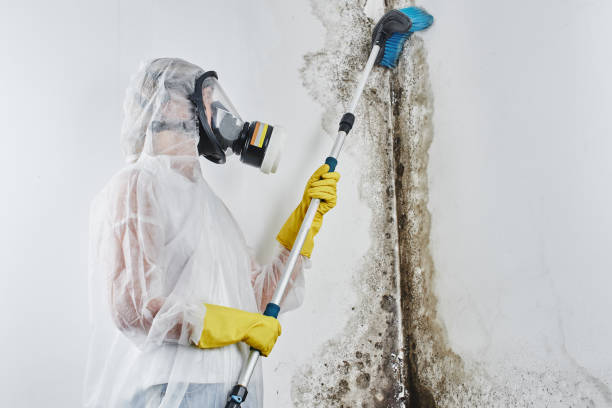 Best Health and Safety Mold Remediation in Grafton, WV