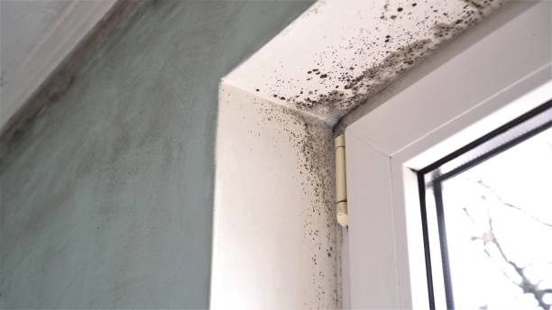 Best Black Mold Remediation in Grafton, WV
