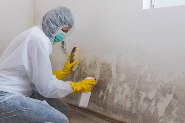 Best Post-Flood Mold Remediation in Grafton, WV