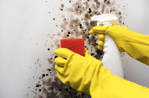Best Industrial Mold Remediation in Grafton, WV