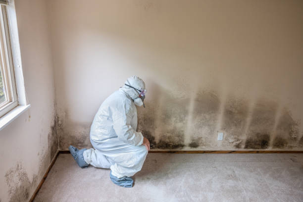 Best DIY Mold Remediation Support Services in Grafton, WV