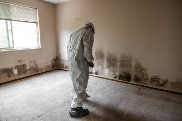 Best Mold Remediation for Specific Building Types in Grafton, WV