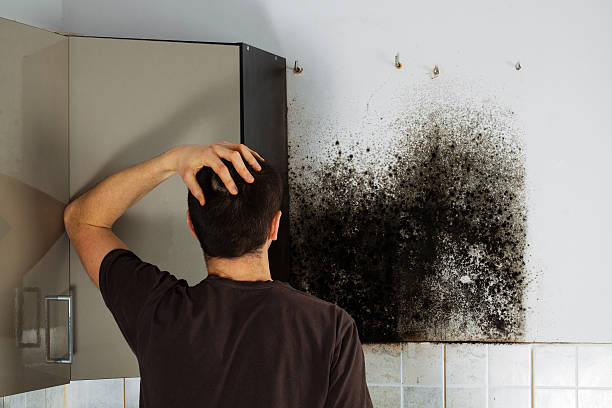 Best Localized Mold Remediation (e.g., coastal areas, humid climates) in Grafton, WV