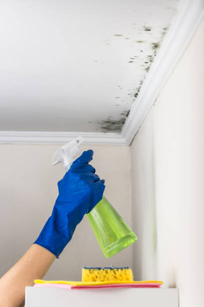 Best Emergency Mold Remediation in Grafton, WV