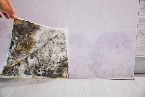 Trusted Grafton, WV Mold Remediation Experts